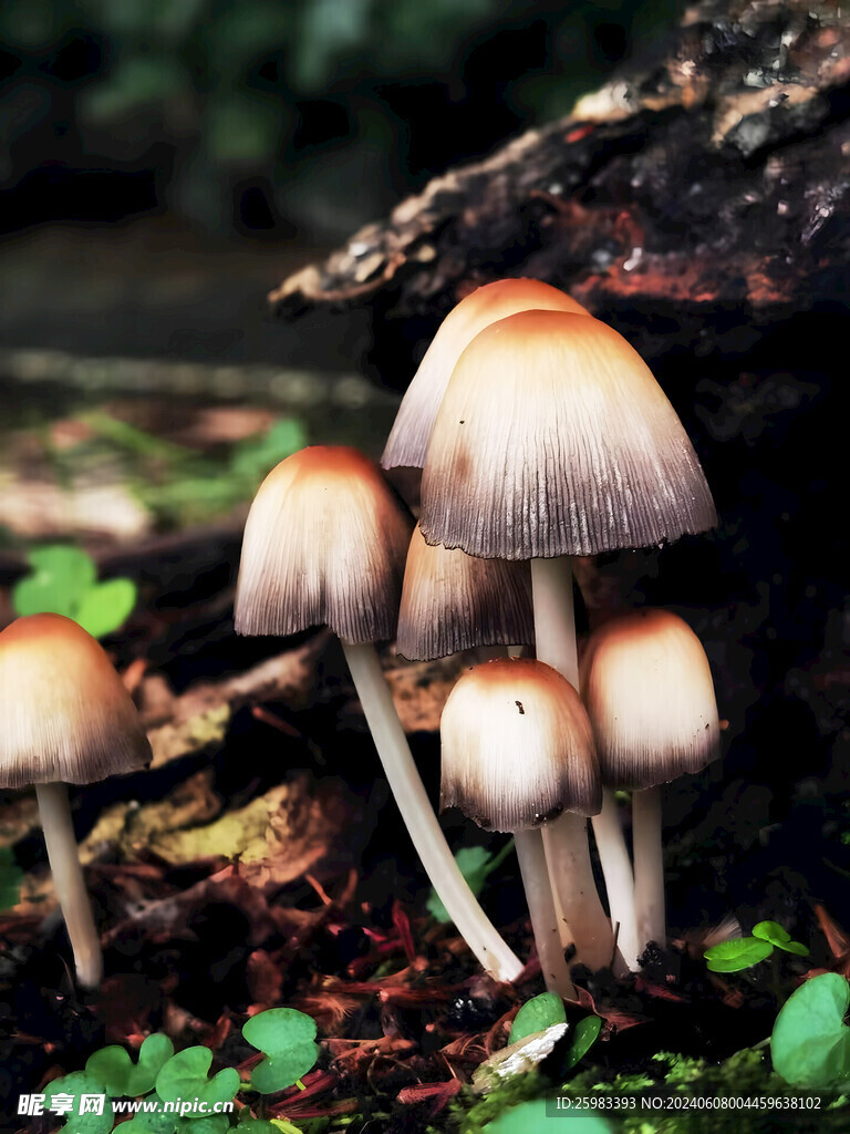 蘑菇