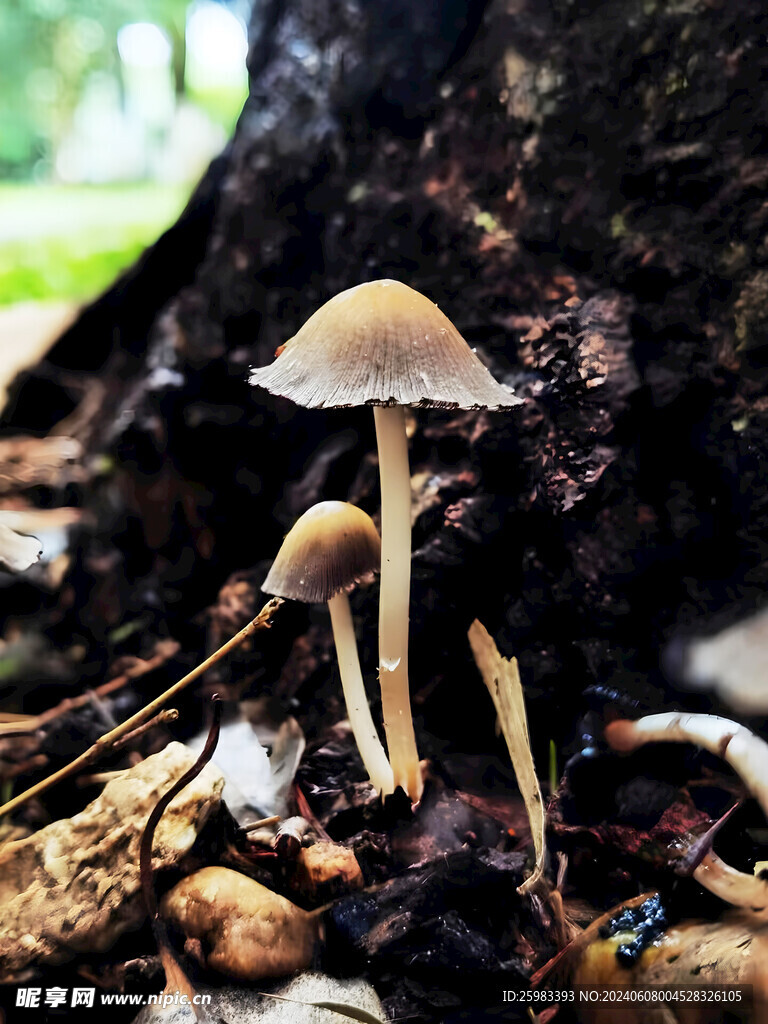 蘑菇 