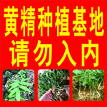黄精