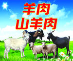 羊肉山羊肉 