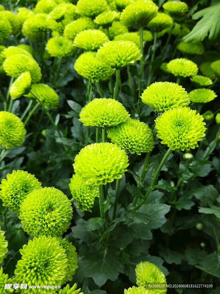 绿色的菊花