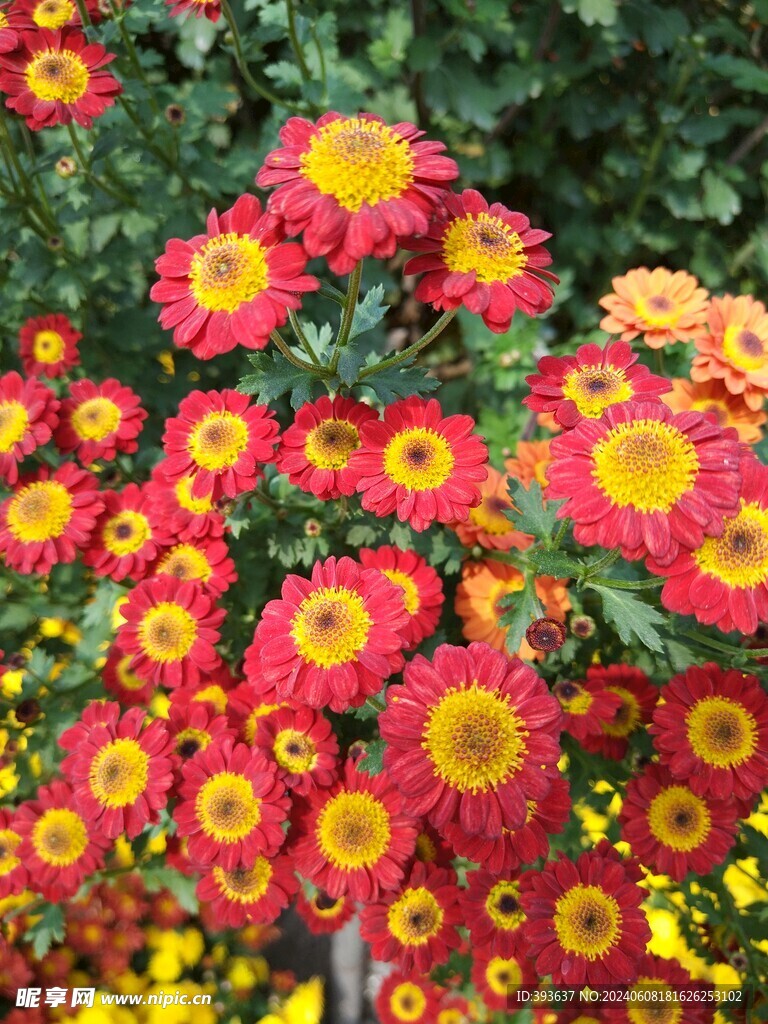 菊花