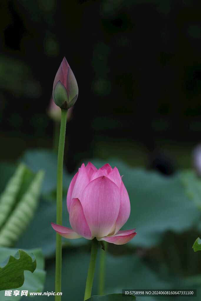 两朵荷花