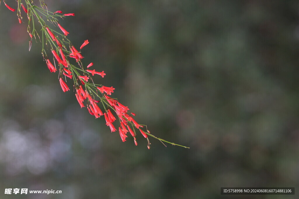 一串爆仗竹花