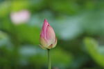 荷花花蕾