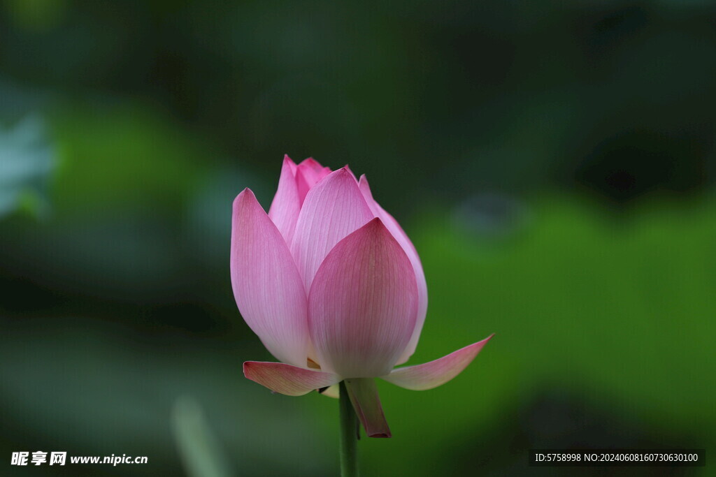 荷花花苞