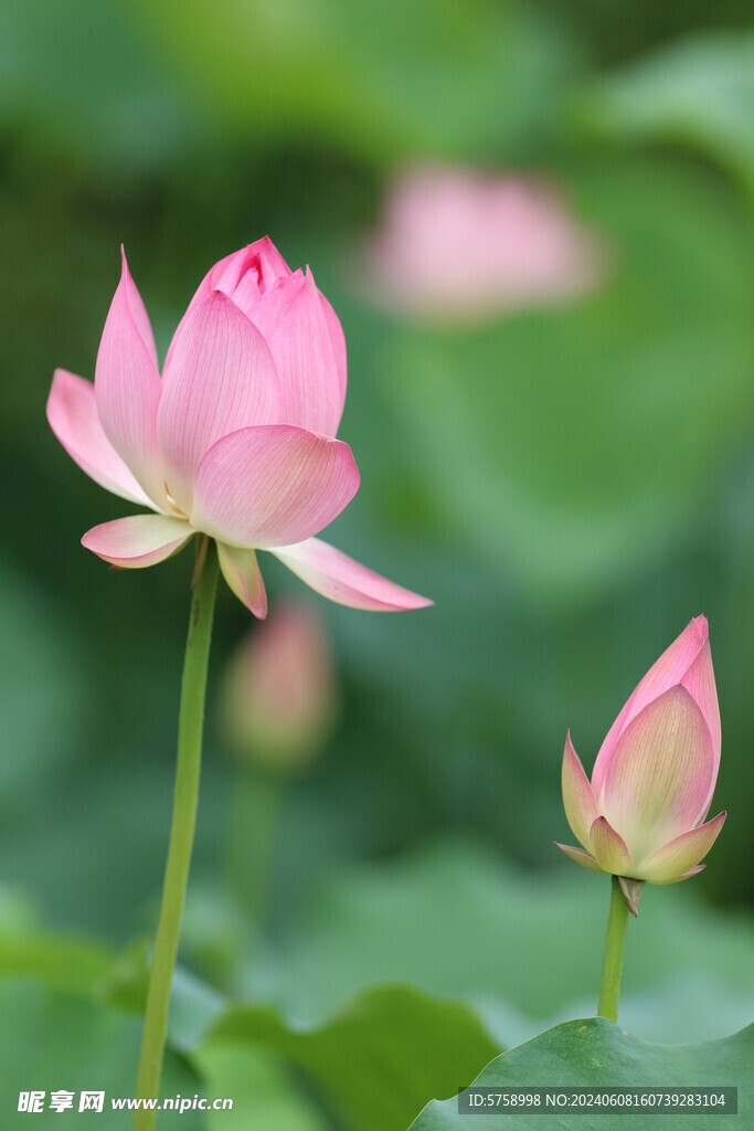 两枝荷花