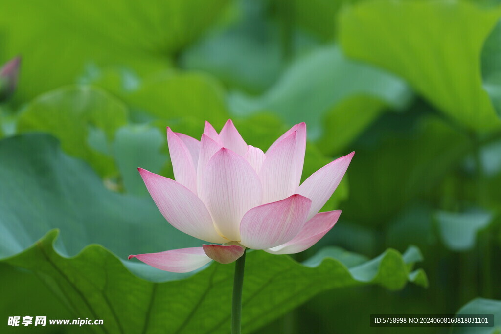 莲花静静的开