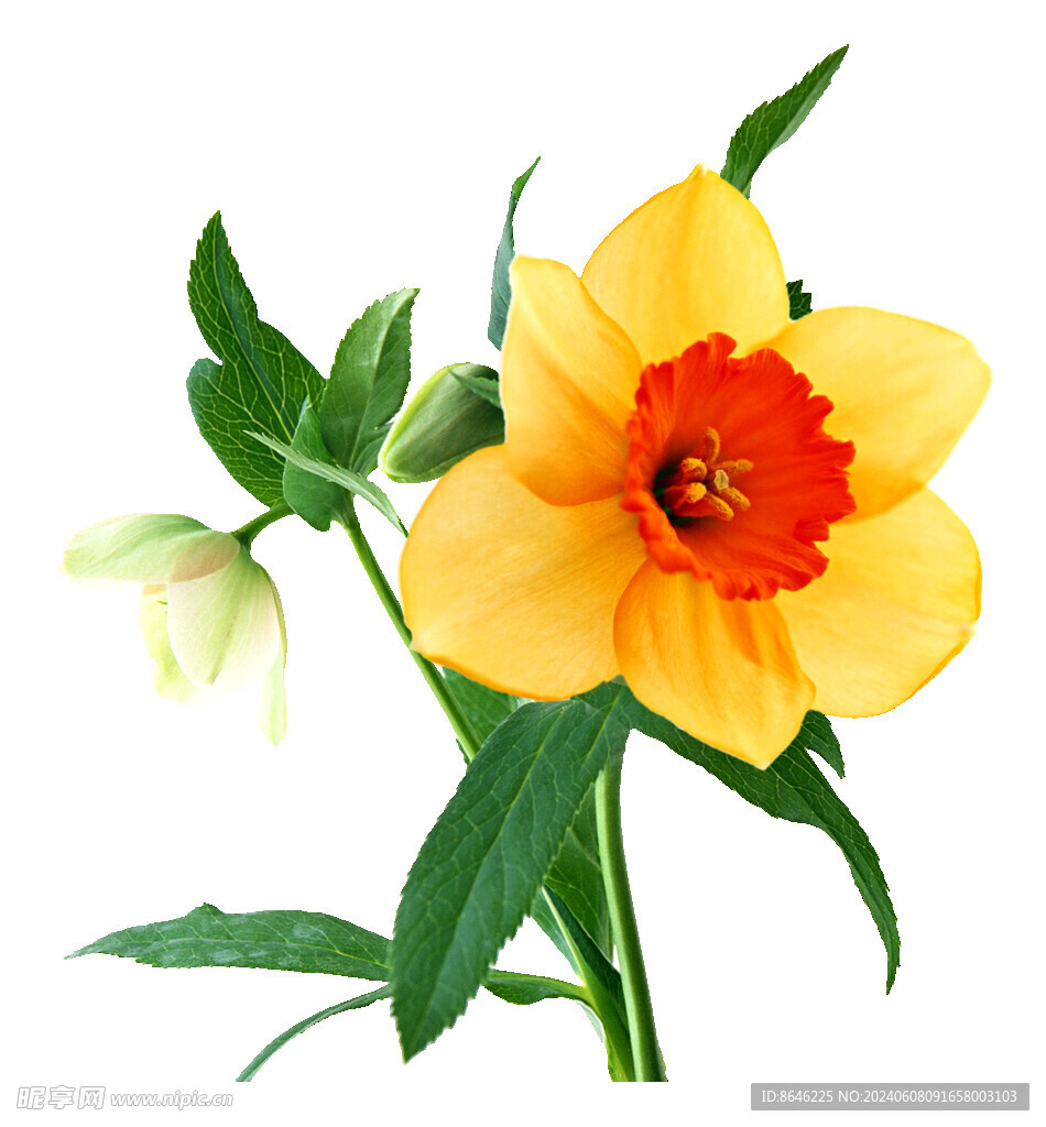 花