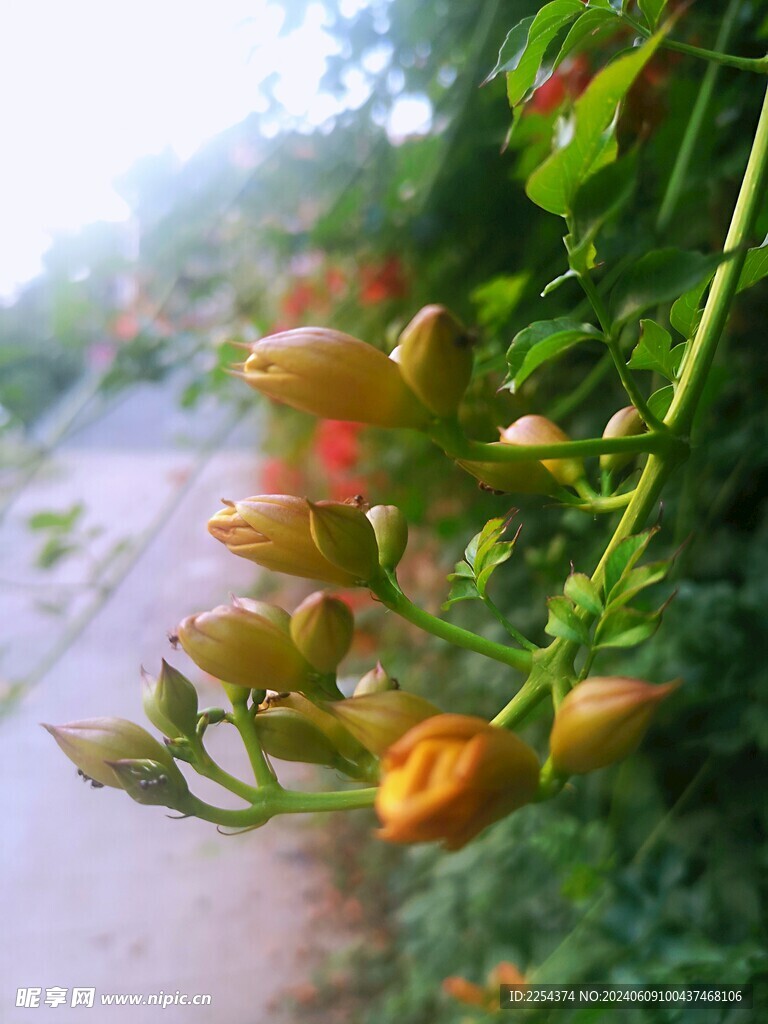 凌霄花朵