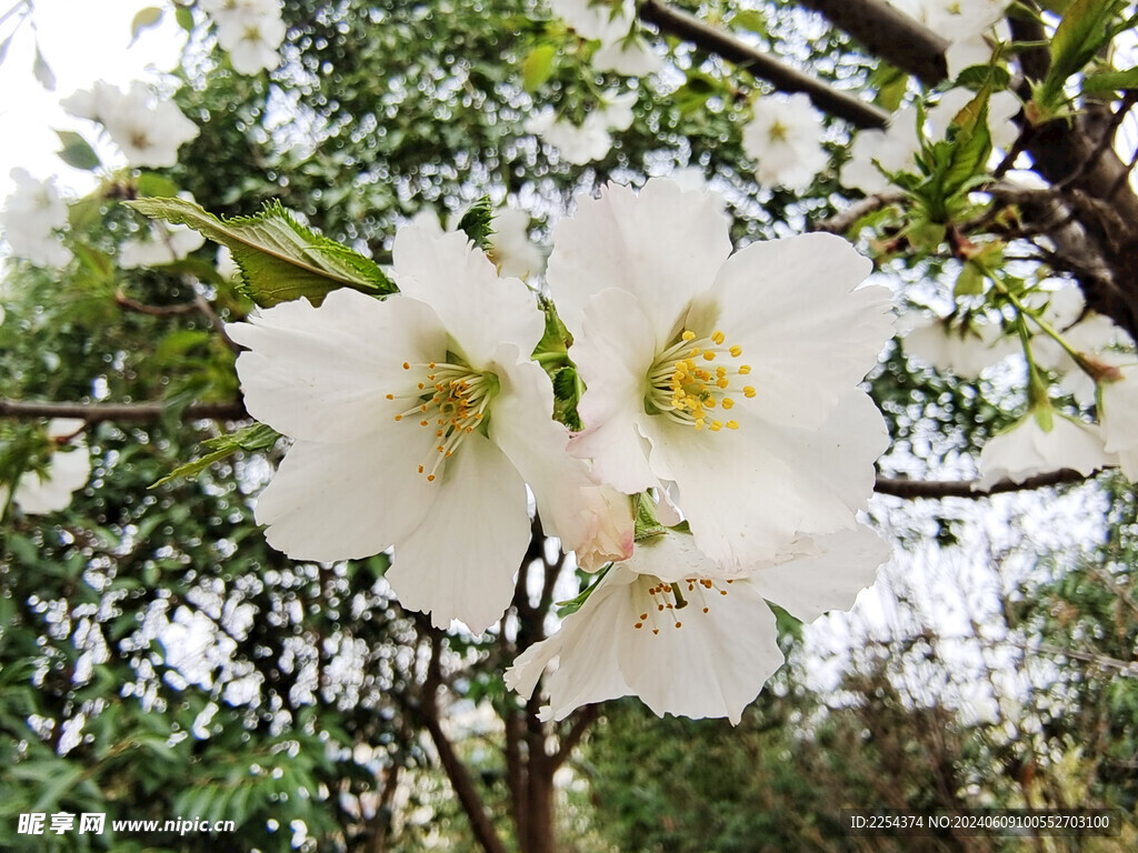 白色花朵