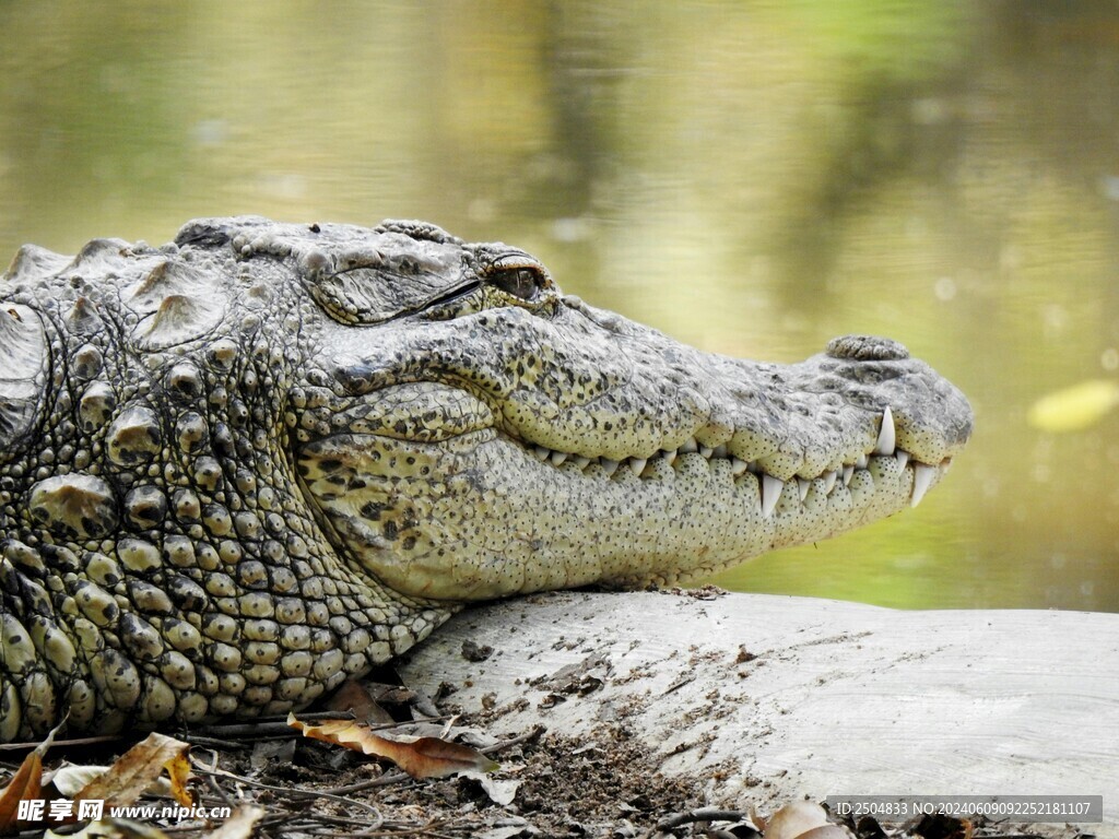 鳄鱼