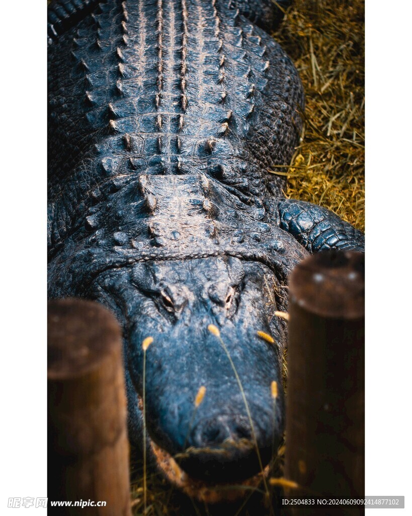 鳄鱼