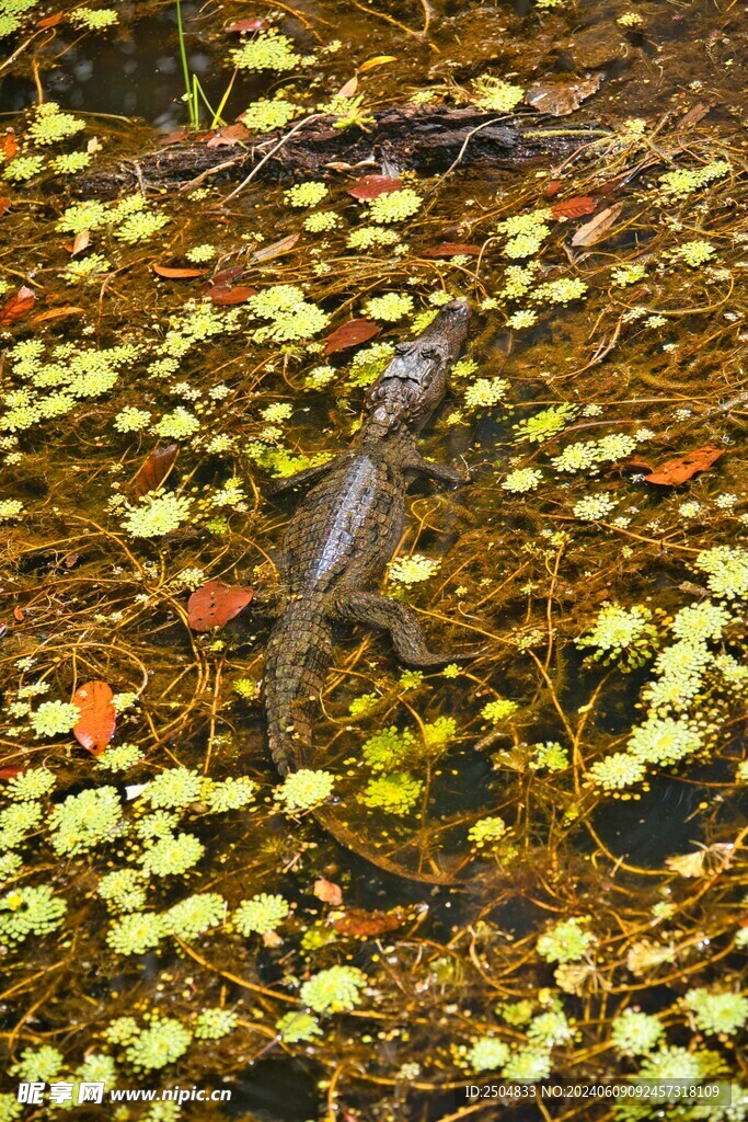 鳄鱼