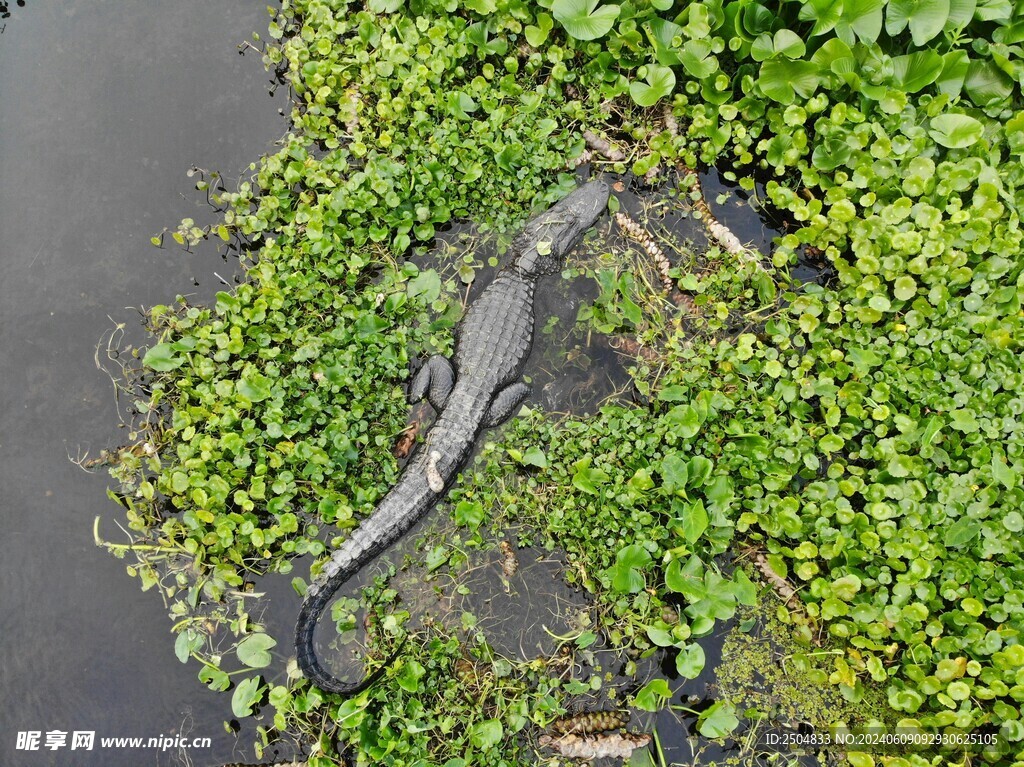 鳄鱼