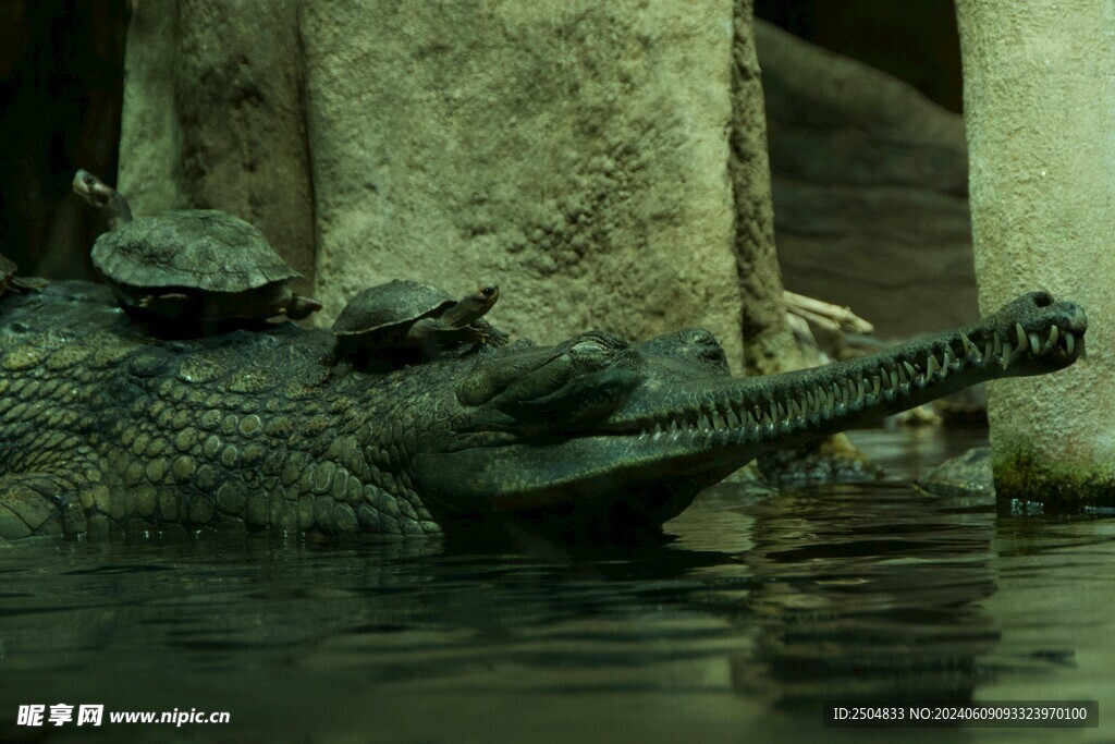 鳄鱼