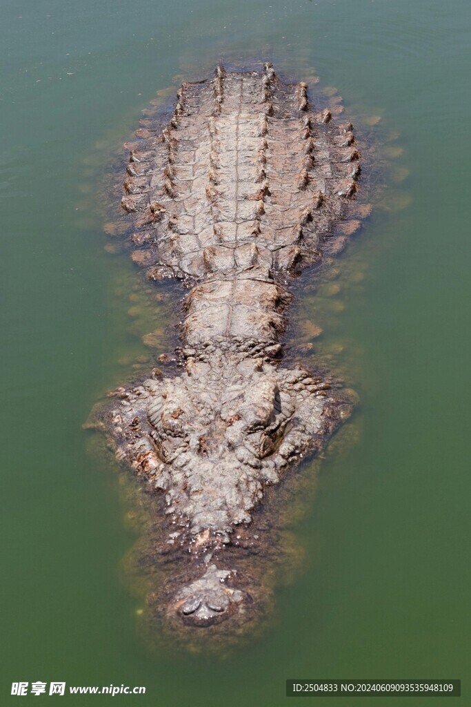 鳄鱼