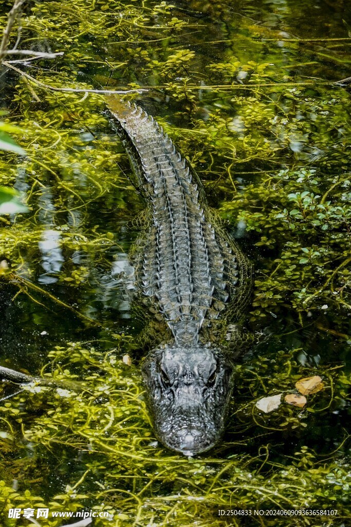 鳄鱼