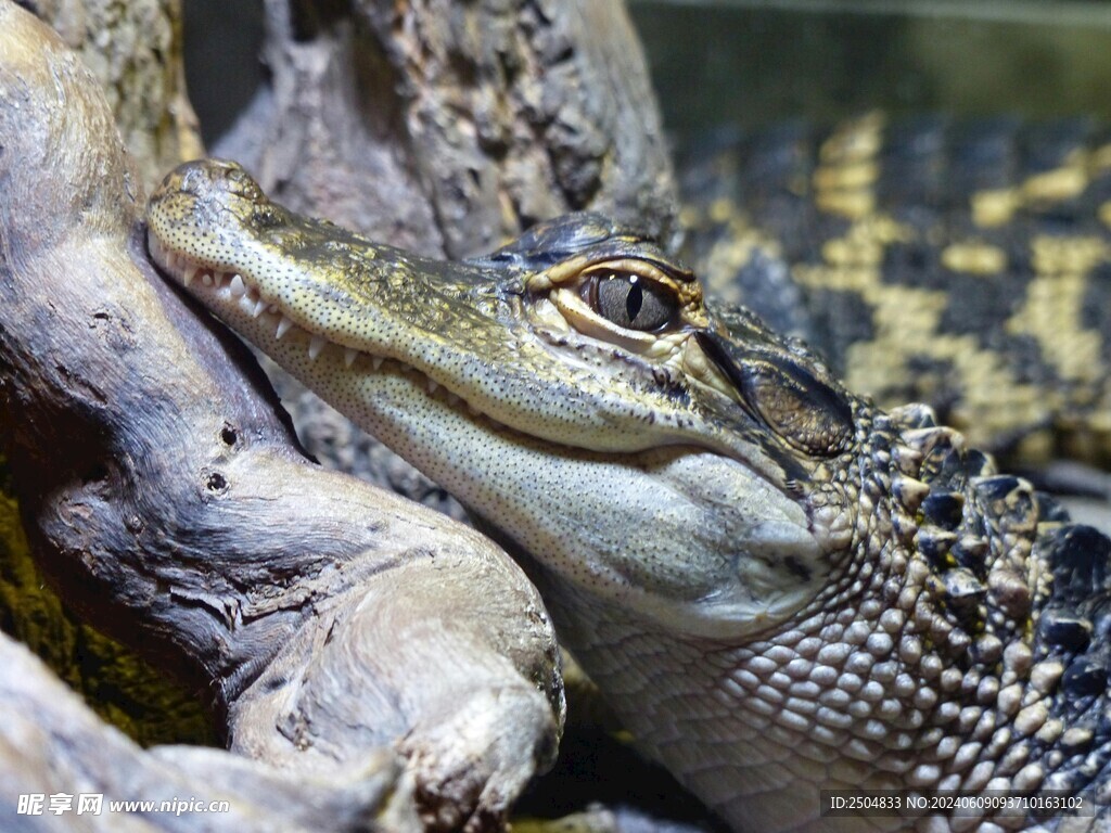 鳄鱼