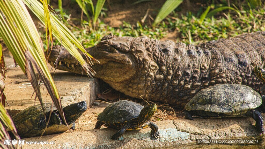 鳄鱼