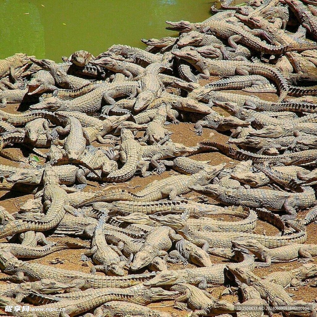 鳄鱼