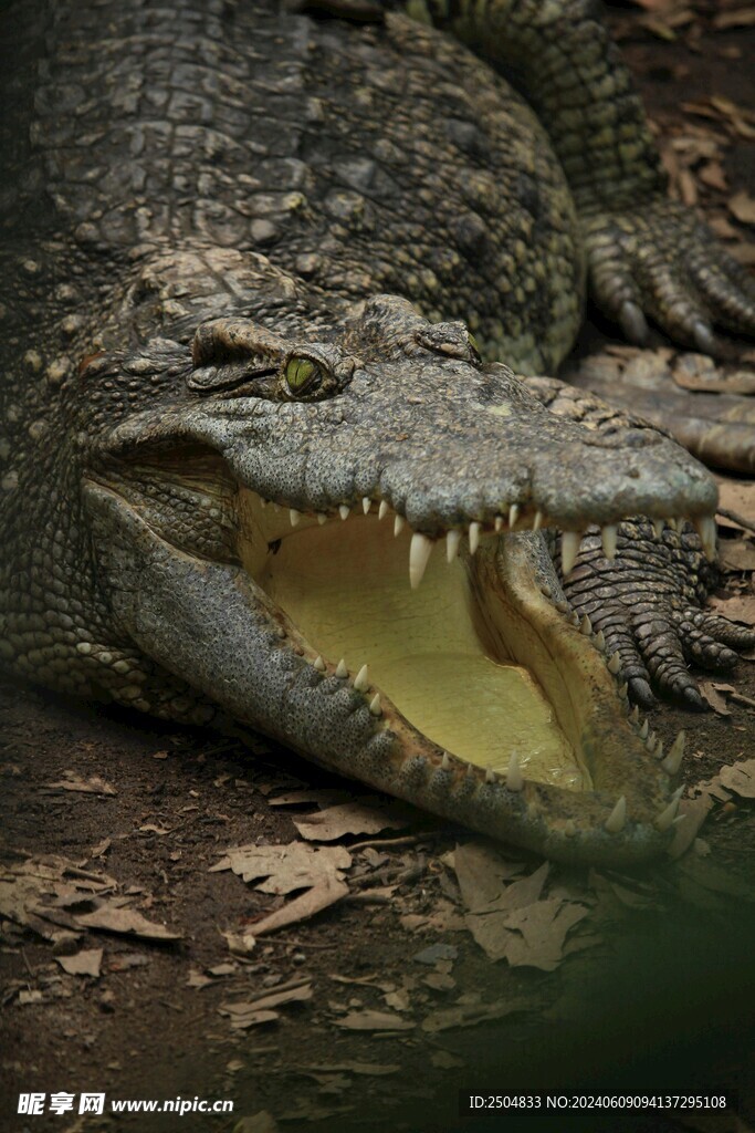 鳄鱼