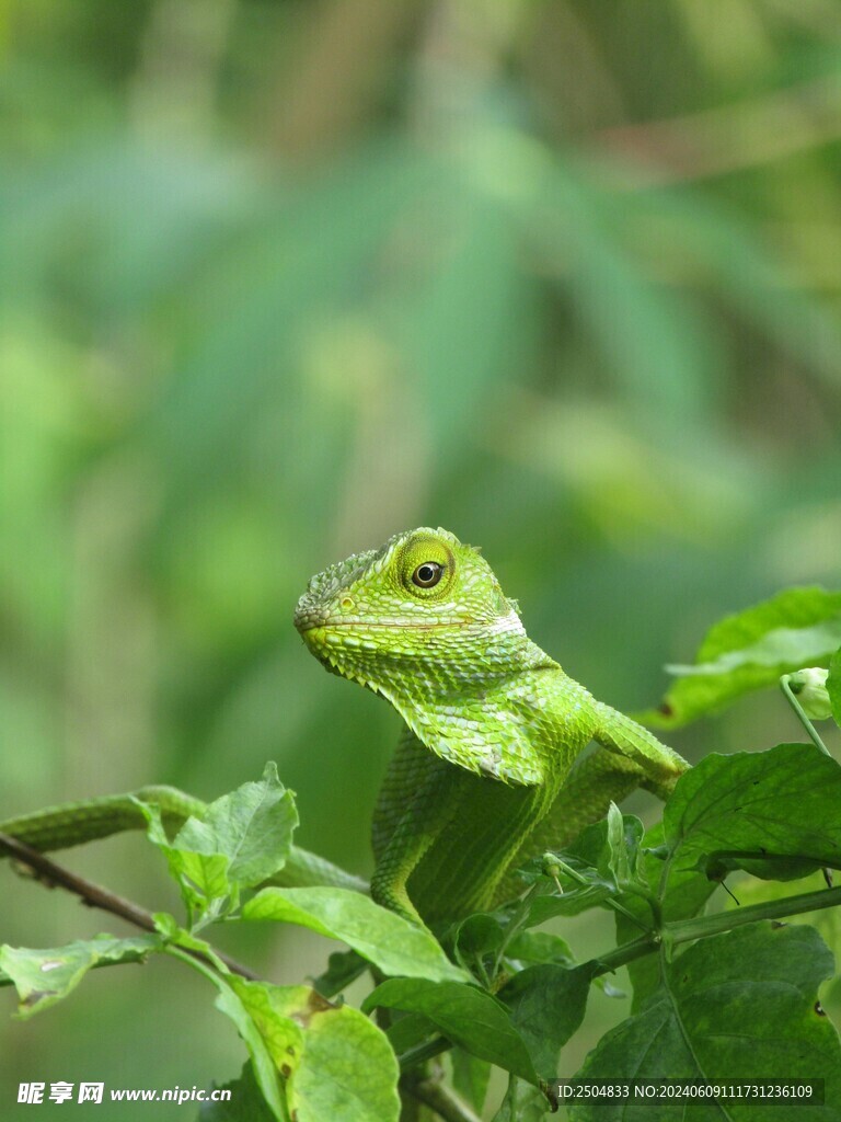 蜥蜴