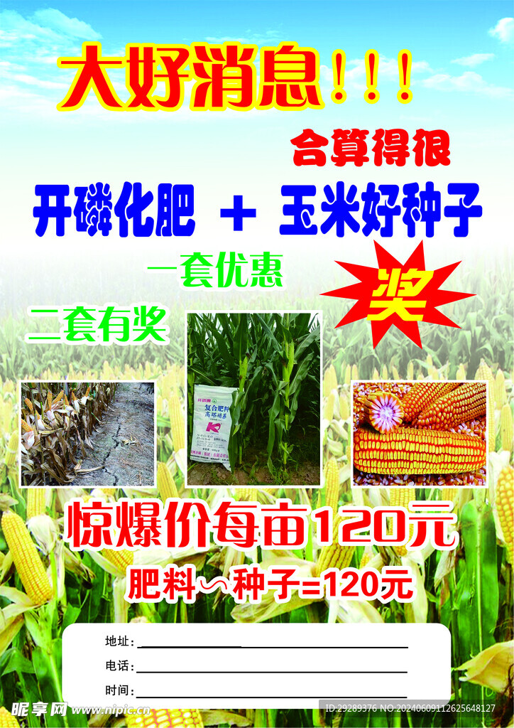 玉米种子