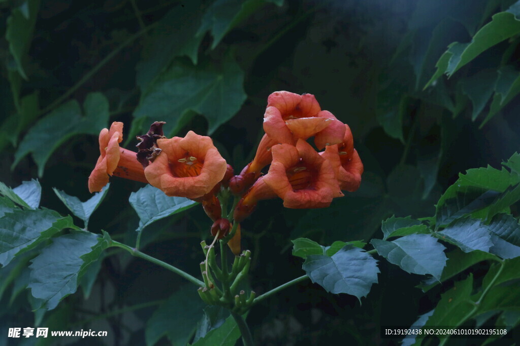 凌霄花