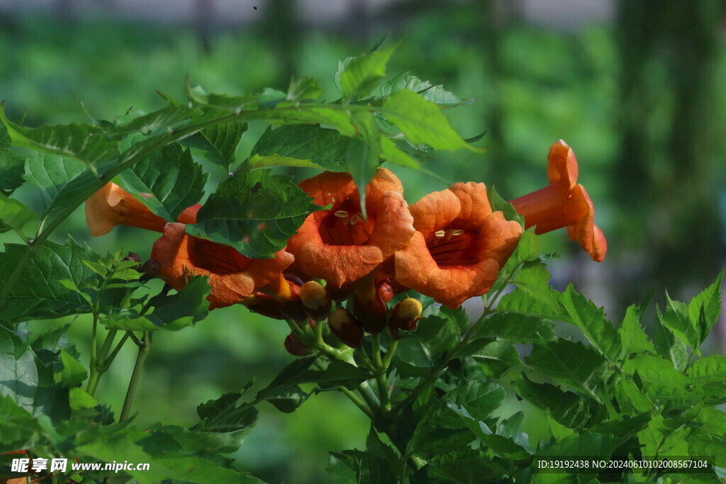 凌霄花  