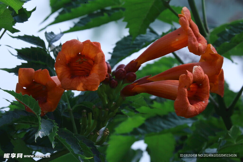 凌霄花