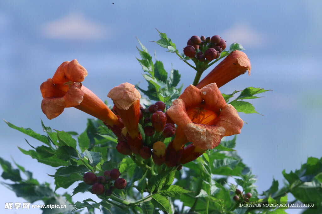 凌霄花 