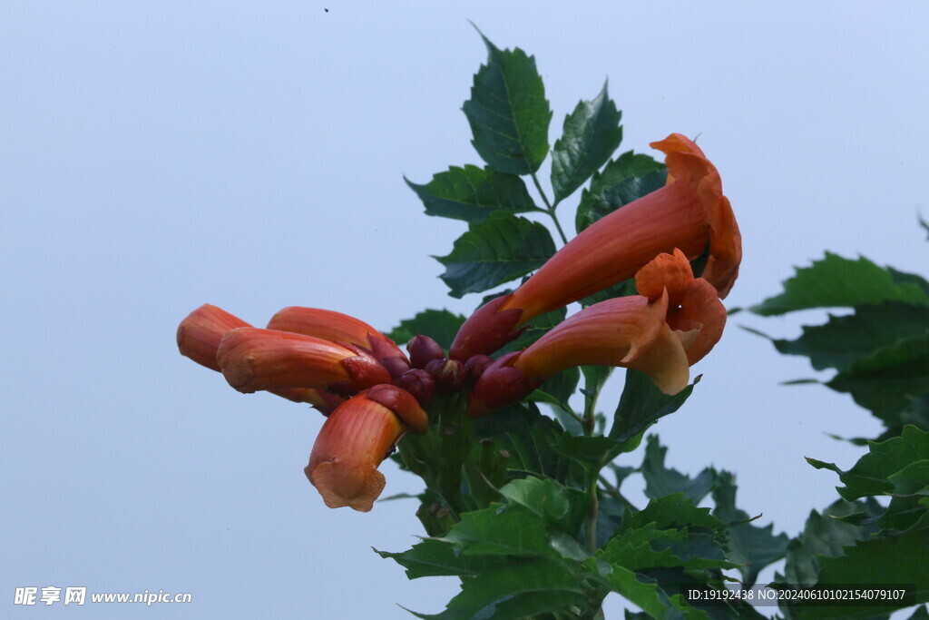 凌霄花
