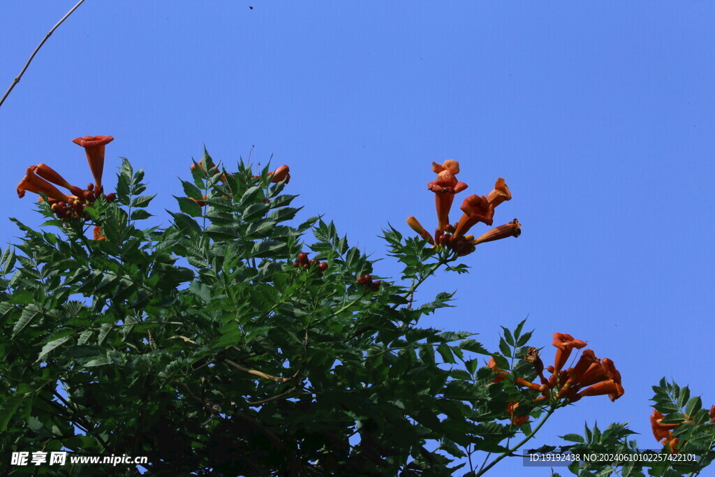 凌霄花