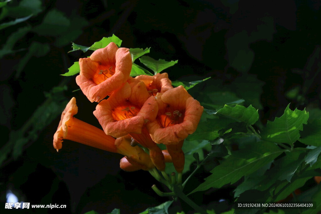 凌霄花 
