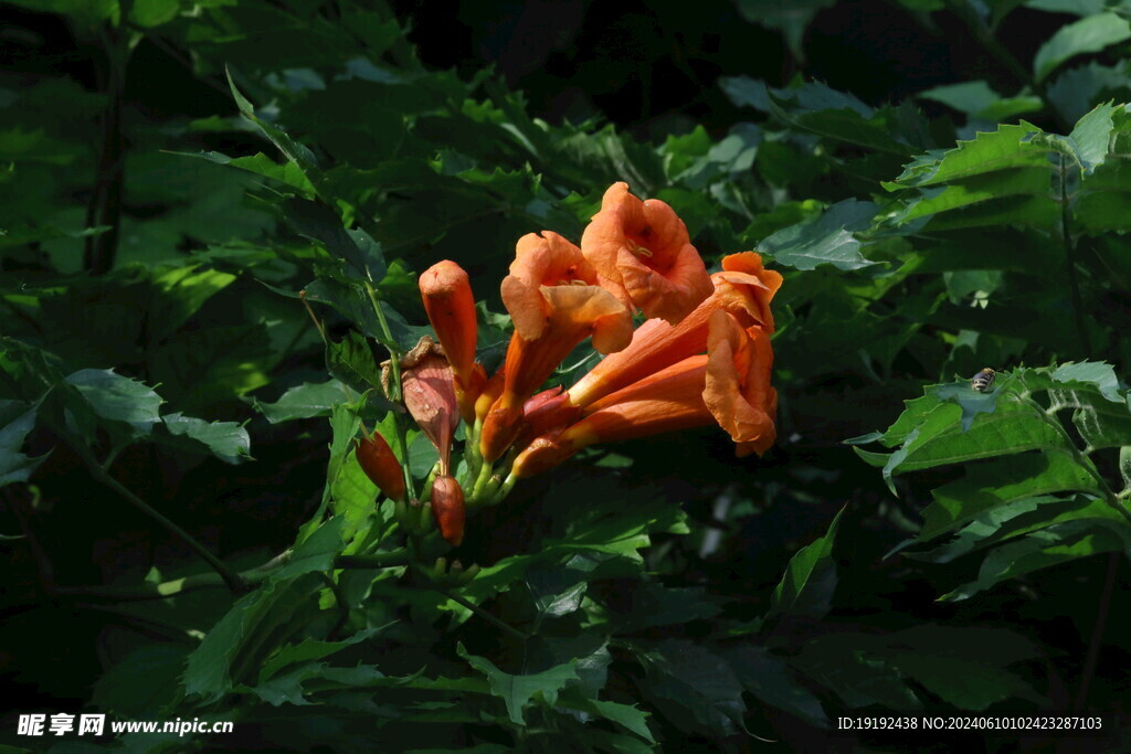 凌霄花 