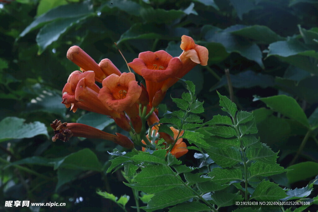 凌霄花  