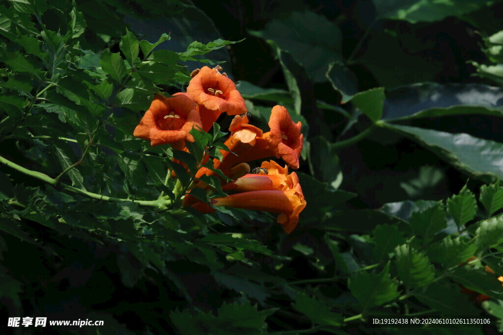 凌霄花 