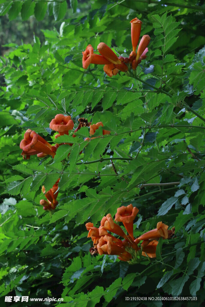 凌霄花  