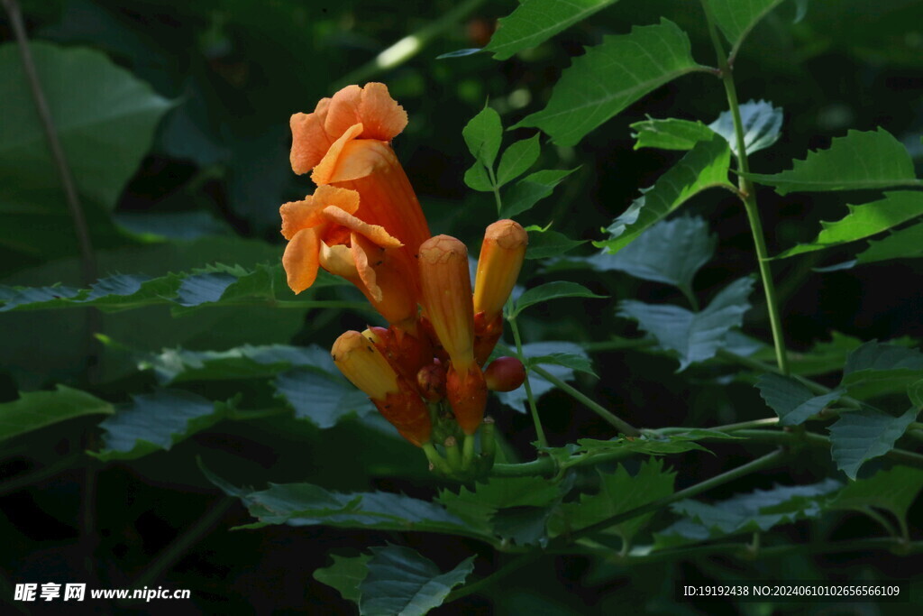 凌霄花 