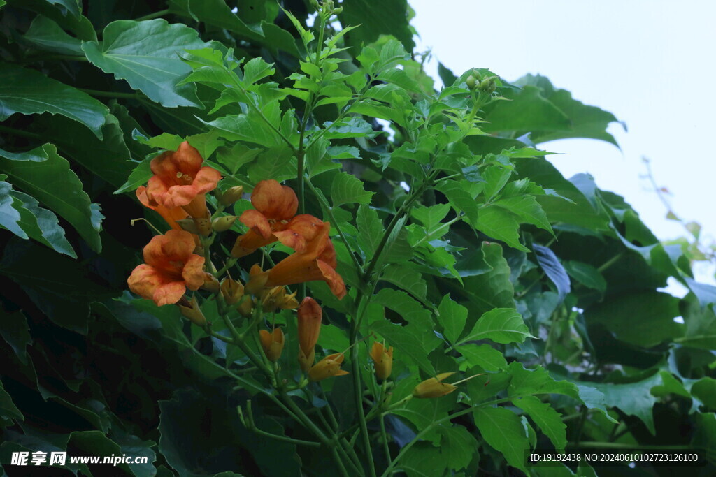 凌霄花  