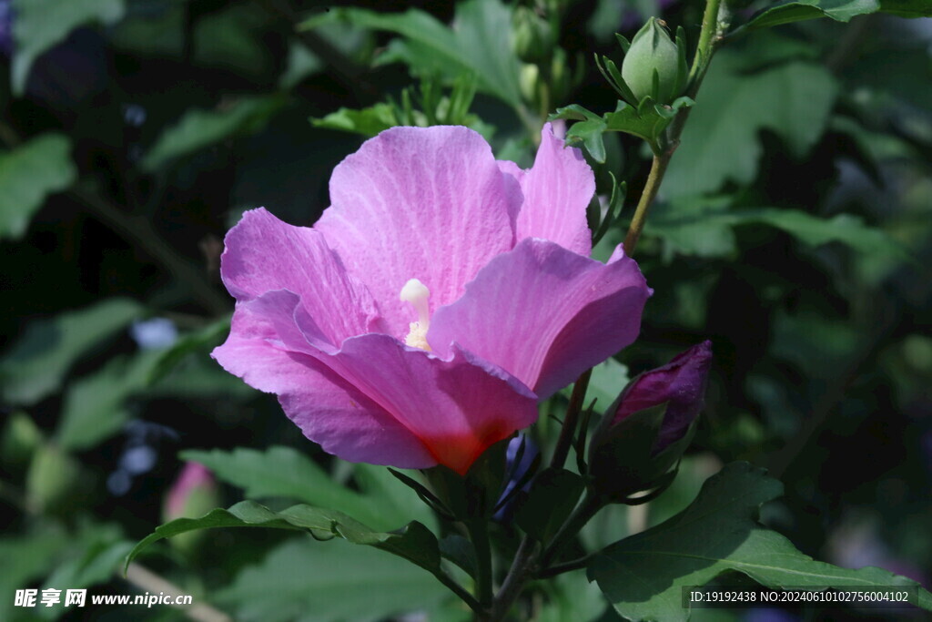 木槿花 