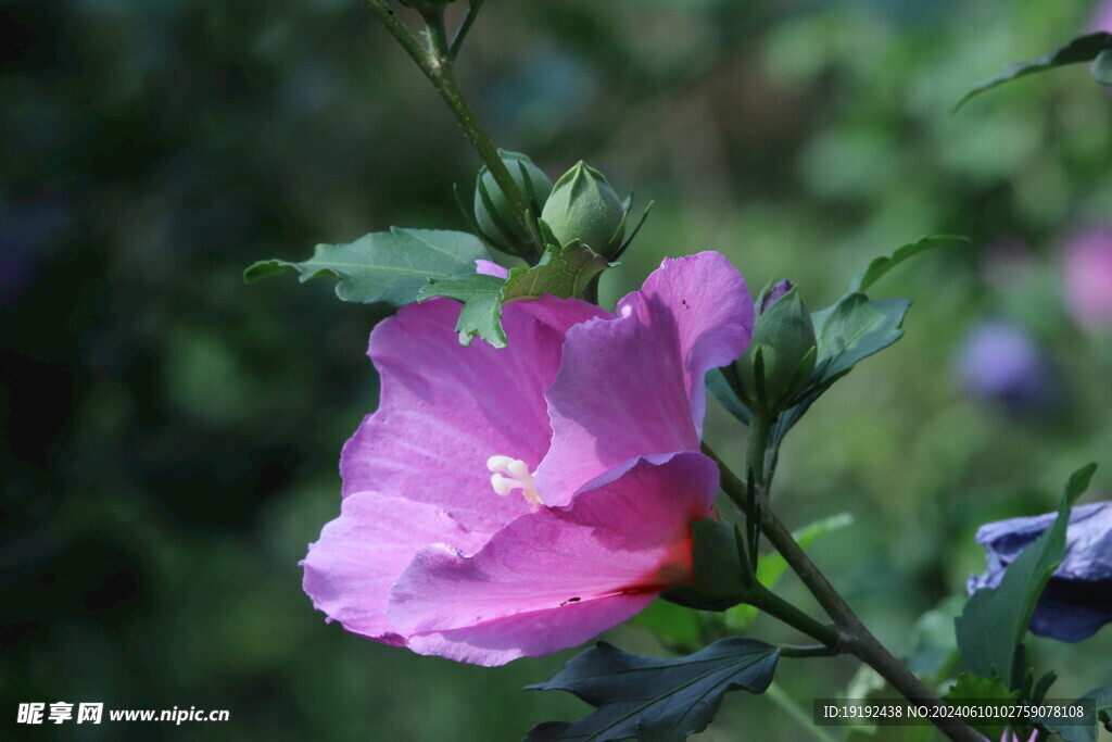 木槿花  