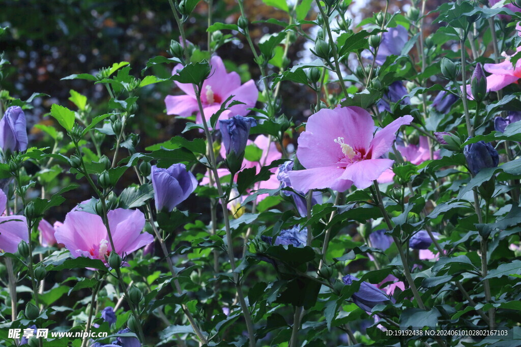 木槿花 
