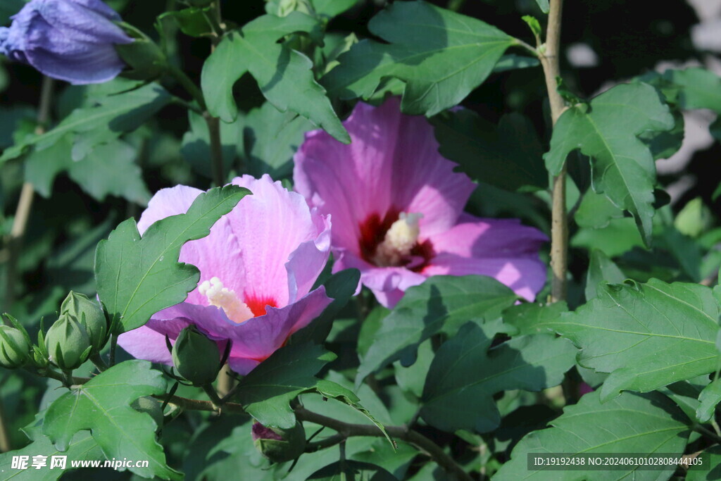 木槿花 