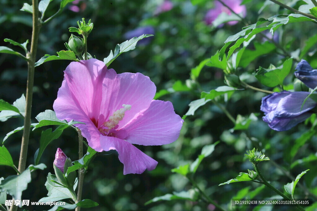 木槿花  
