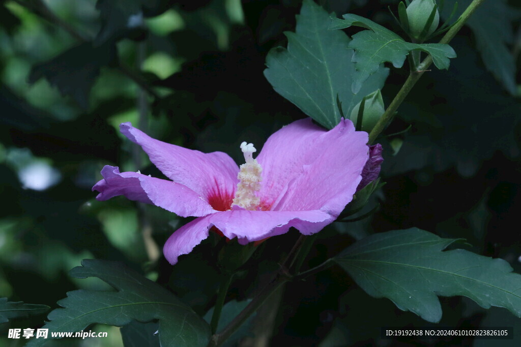 木槿花  