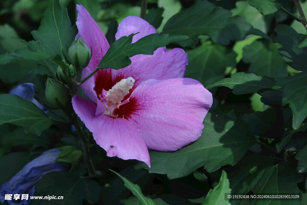 木槿花  