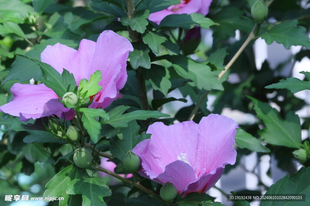 木槿花  