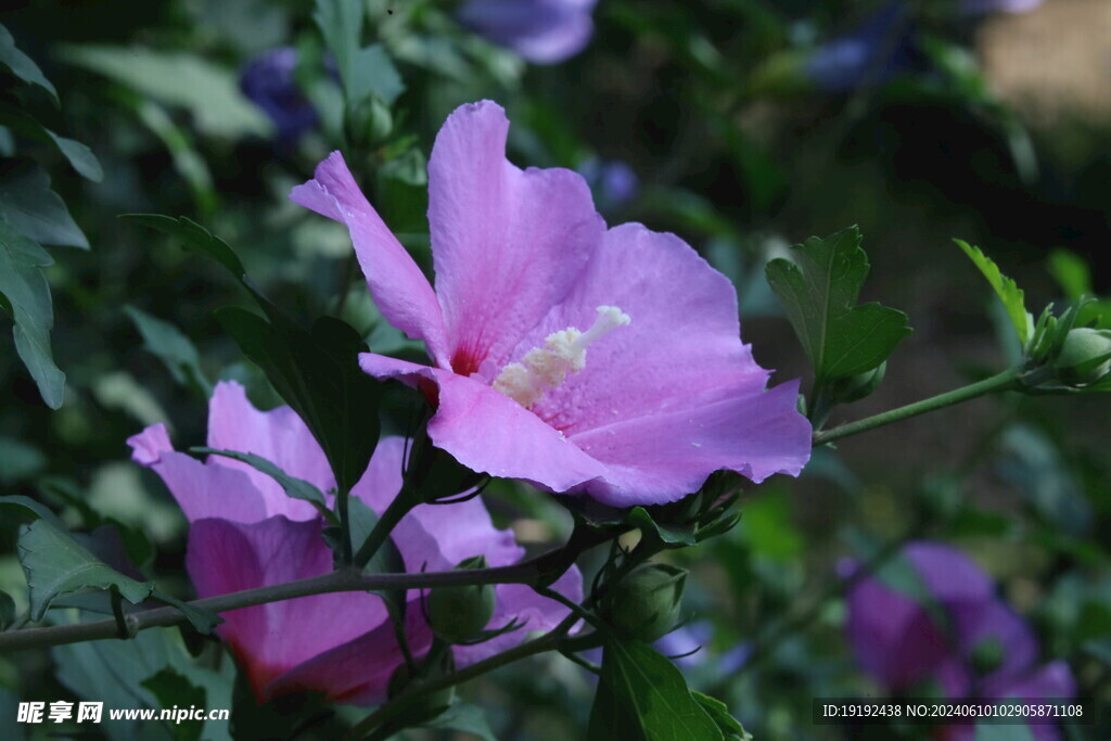木槿花  